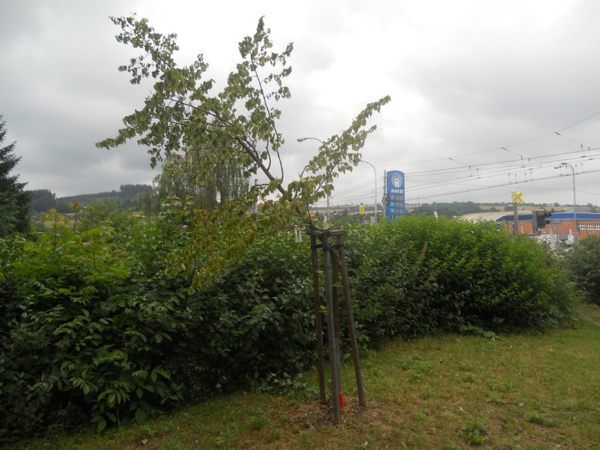tilia-cordata.jpg