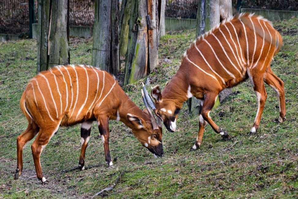 Bongo