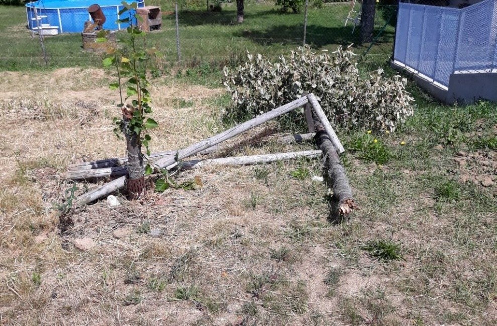 lipa-malenovice-za-poliklinikou.jpg