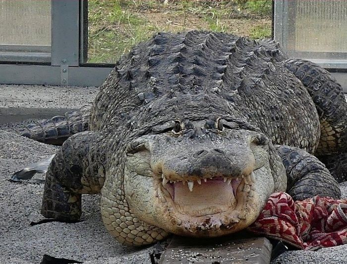 aligator.jpg
