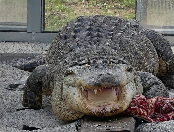 aligator.jpg