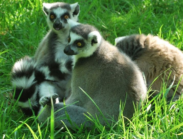 lemur.jpg