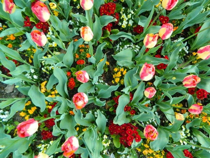 rozkvetle-mesto.jpg