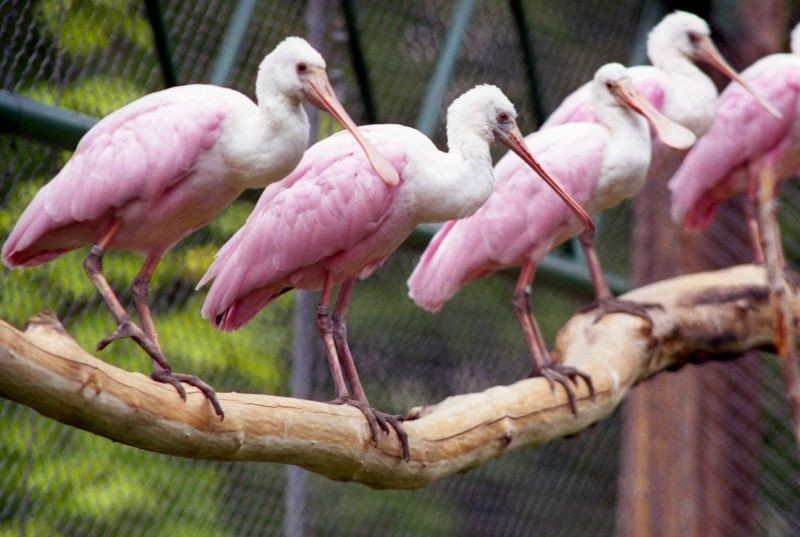Město bude i v pristím roce rozvijet zoologickou zahradu
