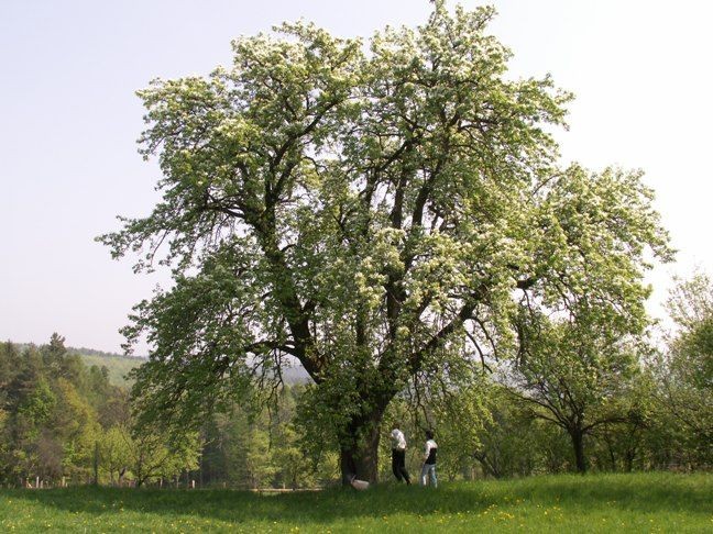 33d95ad4-b-4-hruska-630.jpg