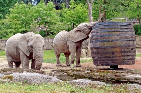Zoo je velice oblíbené. I díky slonům