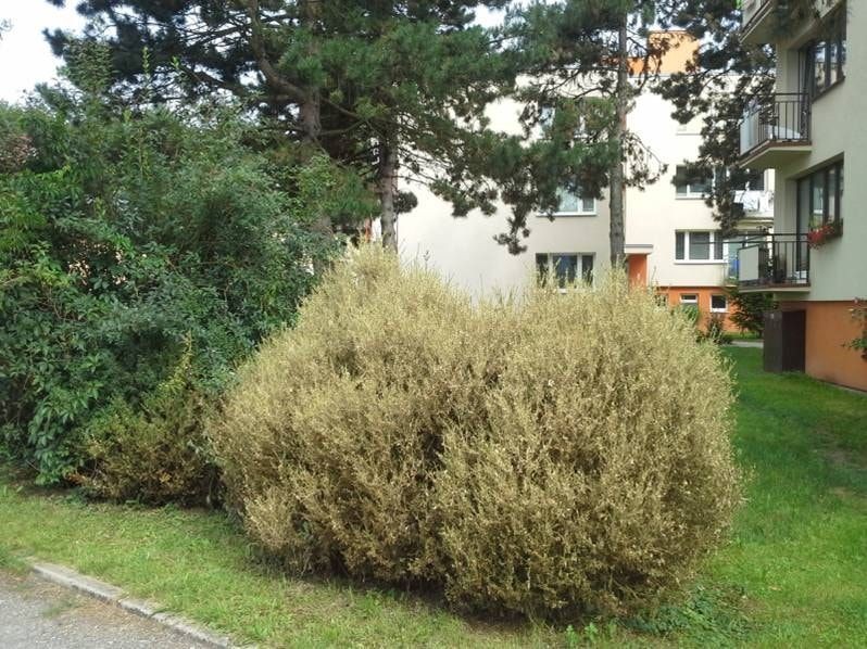 kruspanek-2.jpg
