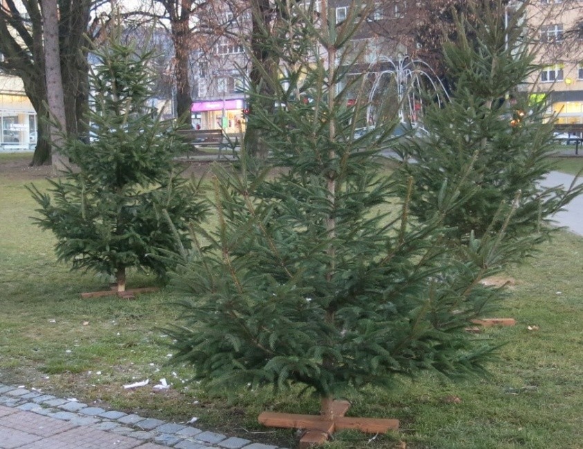 odvoz-vanocnich-stromku.jpg