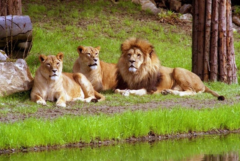 Zoologická zahrada má mnoho zajímavých zvířat, třeba lvy. Už brzy nabídne i rejnoky.