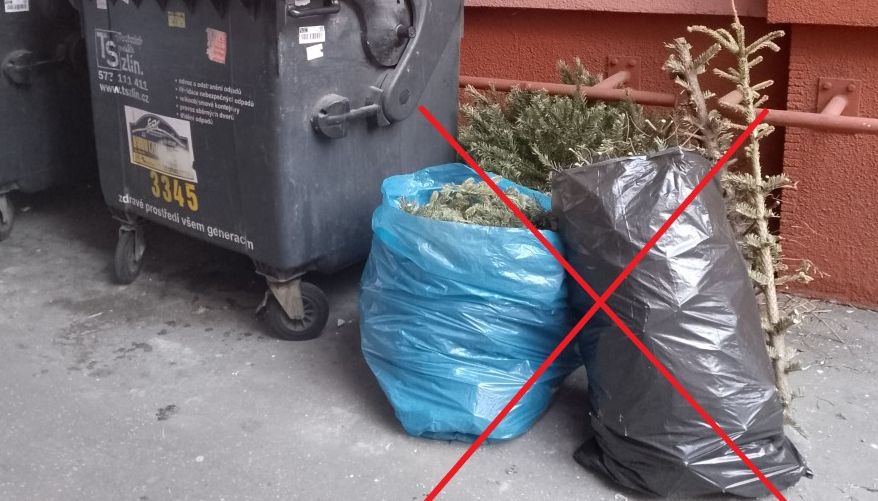 UPOZORNĚNÍ. V pondělí 12. ledna začne svoz vánočních stromků