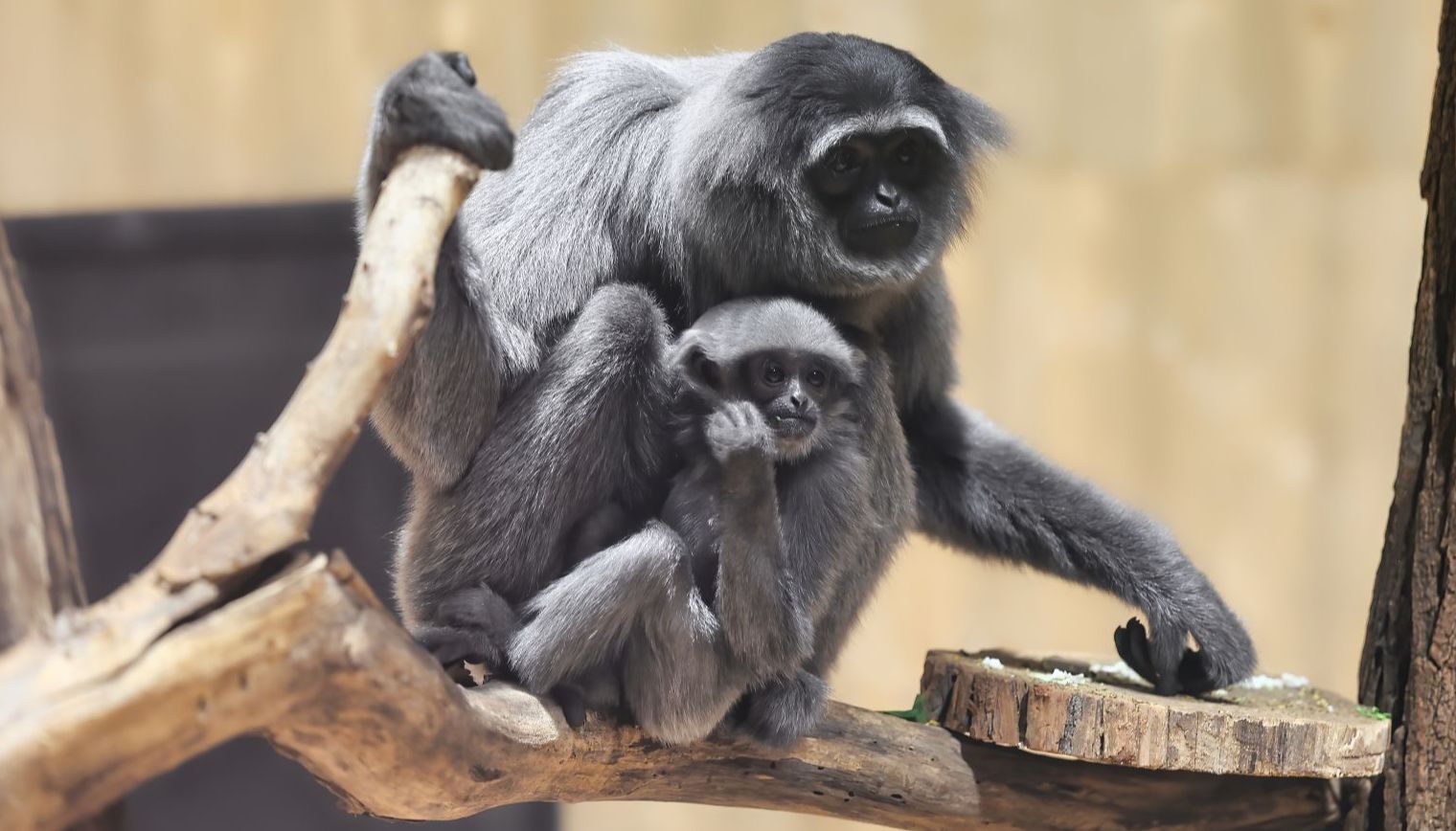 Zoo Zlín nabízí malým dětem od tří let speciální prázdninovou akci