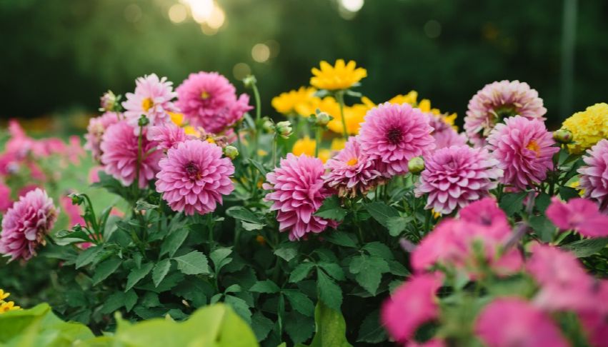 Soutěž Rozkvetlé město slaví 30 let. Startuje jubilejní ročník   