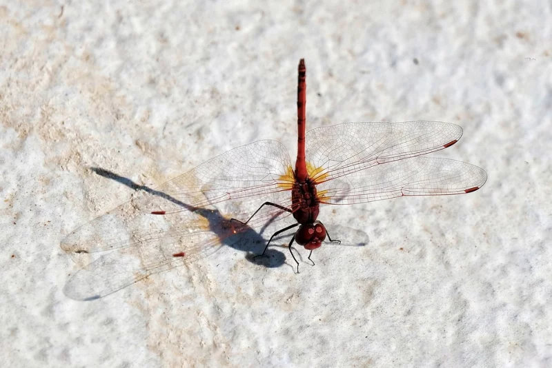 Entomologická exkurze