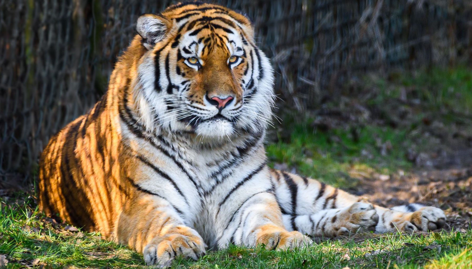 Zoo Zlín získala nového samce tygra ussurijského