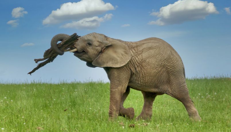 Zoo Zlín – informace k úhynu slonice