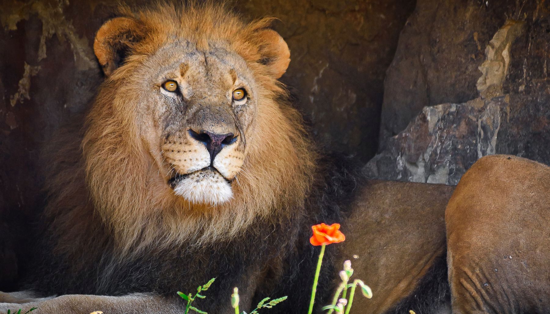 Zoo Zlín chystá velké změny u lvů, samec Abamboo v zoo zůstane