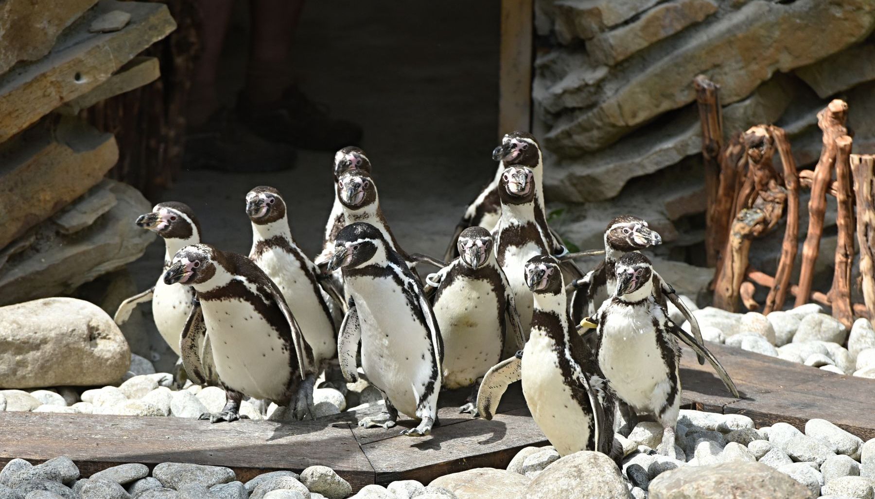 Tučňáci v Zoo Zlín získali nový domov, přestěhovali se do bývalé expozice lachtanů