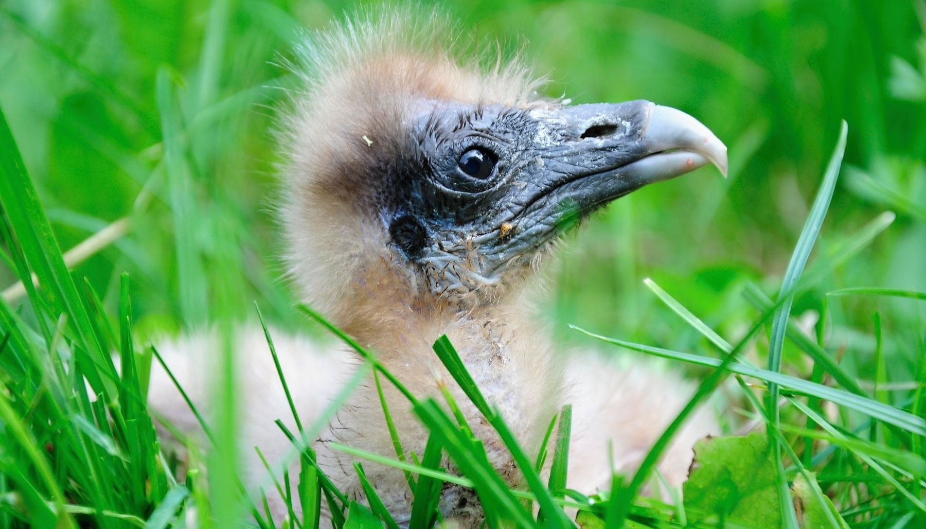 Společný úspěch tří zoo. Zlín, Ostrava a Praha spojily síly při záchraně vzácných supů