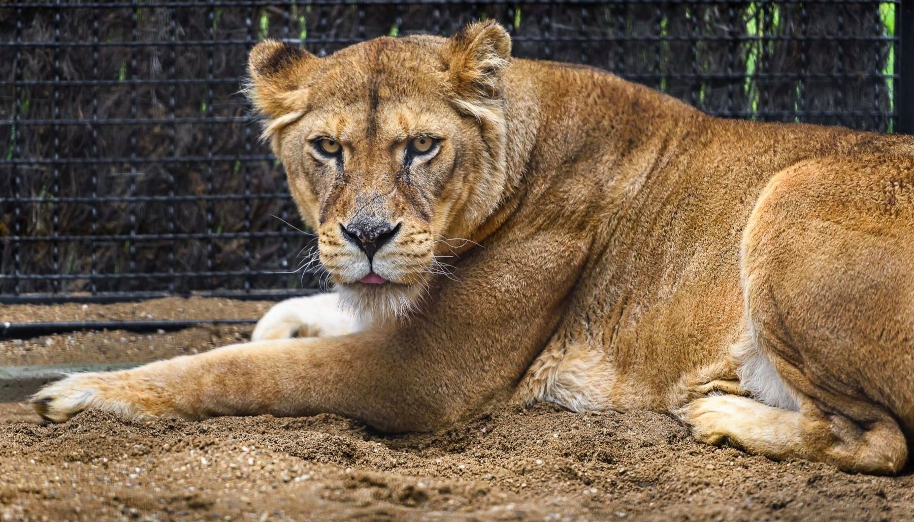 Příběh centra lvů v Zoo Zlín píše další novou kapitolu