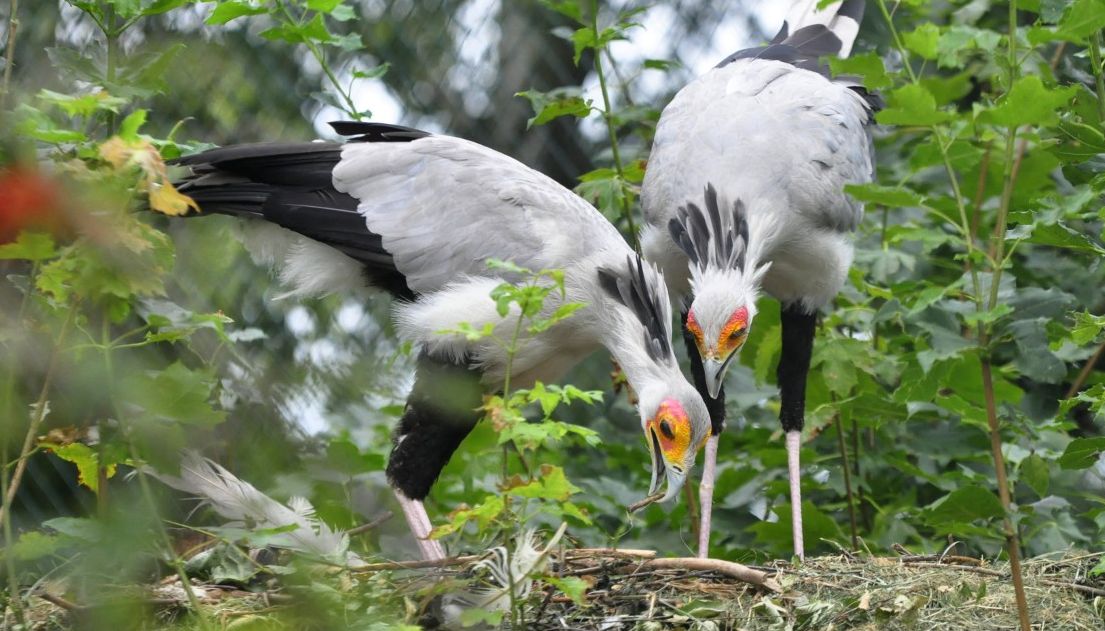 Hadilov písař a intenzivní zemědělství, to je nový výzkumný projekt Zoo Zlín v Africe