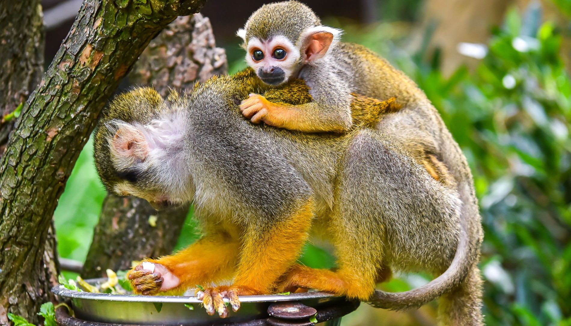 Zoo Zlín slaví úspěšný odchov mláďat kotulů veverovitých