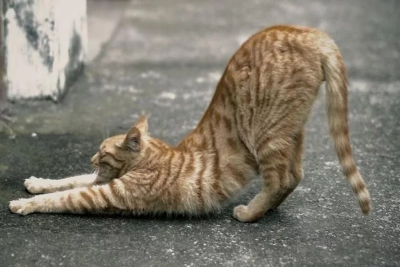 Jóga