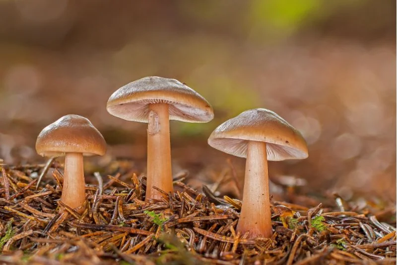 Mykologicko–botanická vycházka